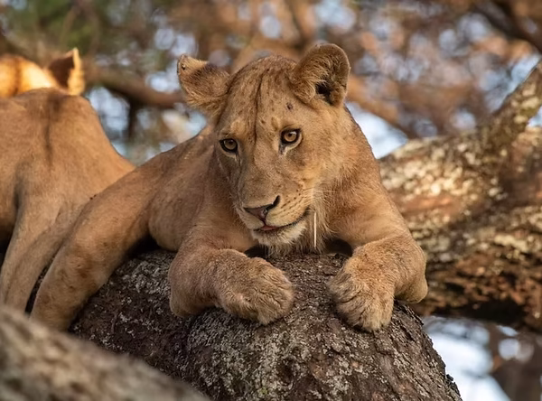 7 Days Tanzania Group & Camping Safari