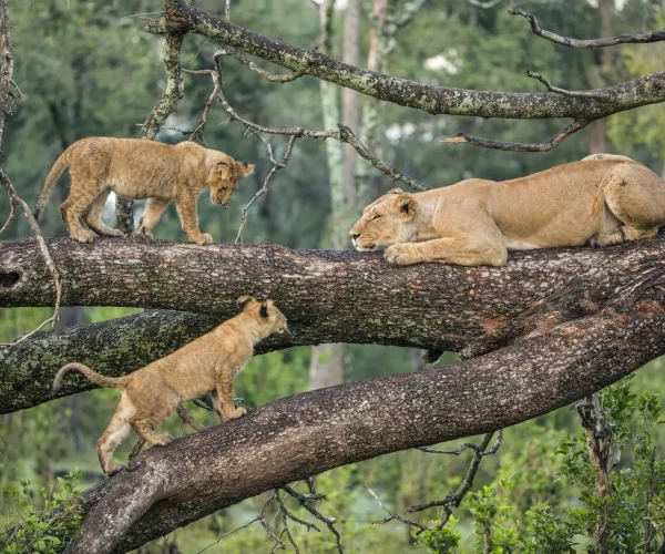 7 Days Tanzania Safari Escape