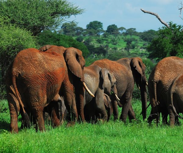9 Days Tanzania Wildlife & Cultural Safari Experience