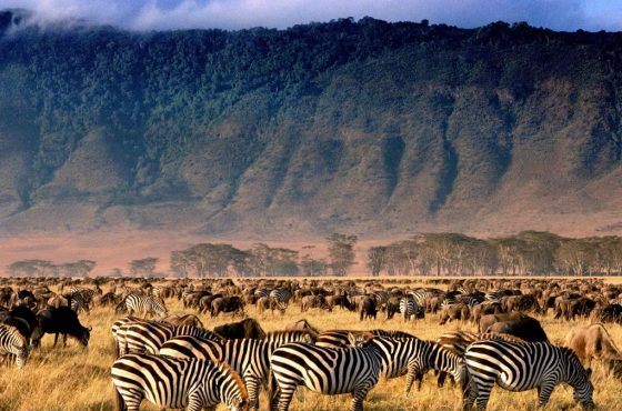 5-Day Northern Circuit Budget Camping Safari