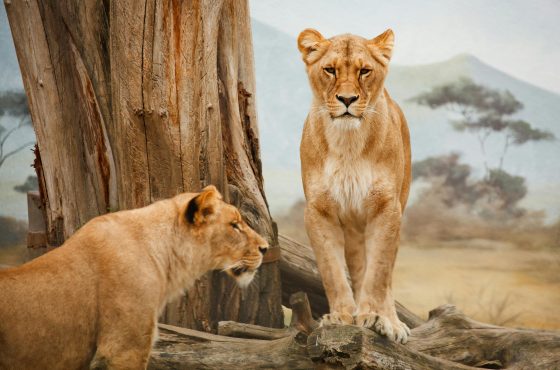 When is the Best Time to Visit Tanzania for a Safari?