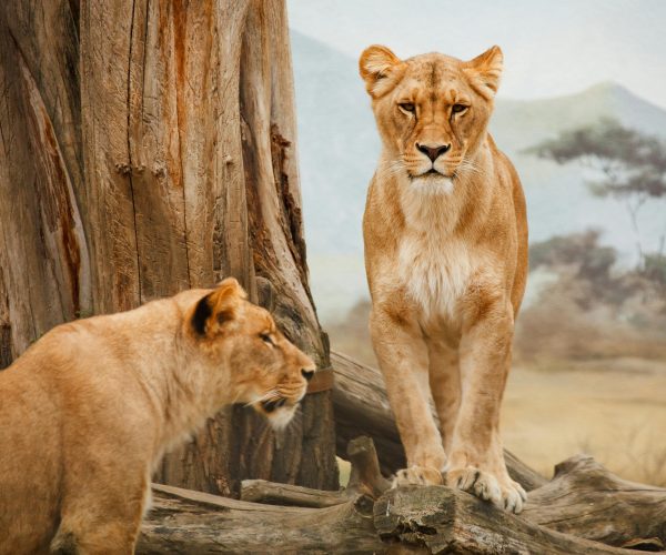 6-Day Northern Circuit Group Safari