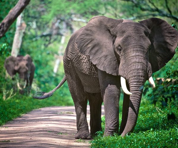 3 Days Tanzania Group & Camping Safari