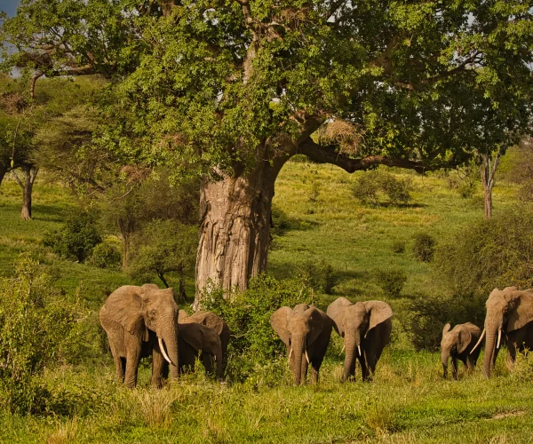 2 Days Tanzania Group Joining & Camping Safari