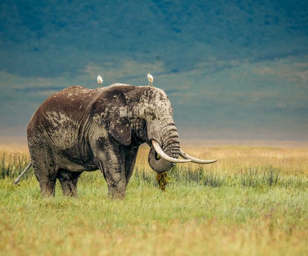 7-Day Group Camping Safari