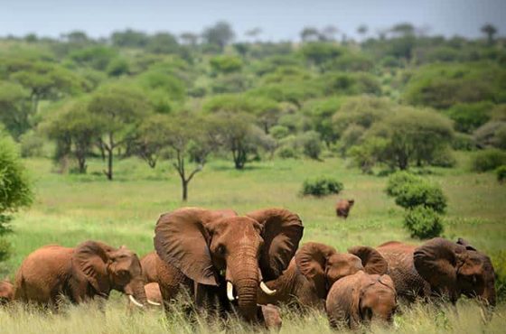 Tanzania & Zanzibar Honeymoon Adventure – 12 Days of Romance