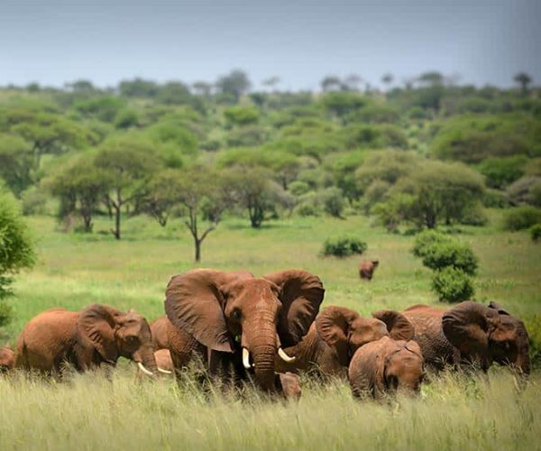 4 Days Tanzania Budget Camping Safari