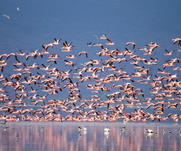 6 Days Northern Tanzania Safari Escape