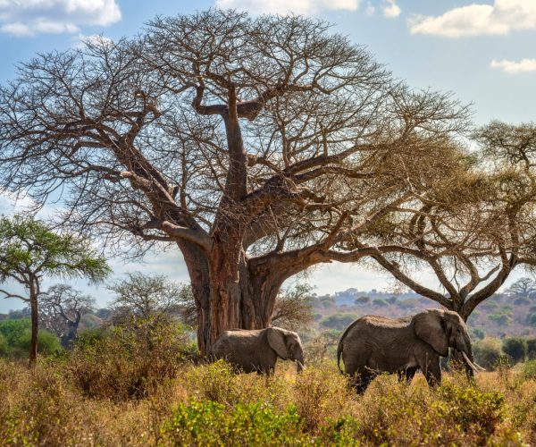 5 Days Mid-Range Tanzania Safari