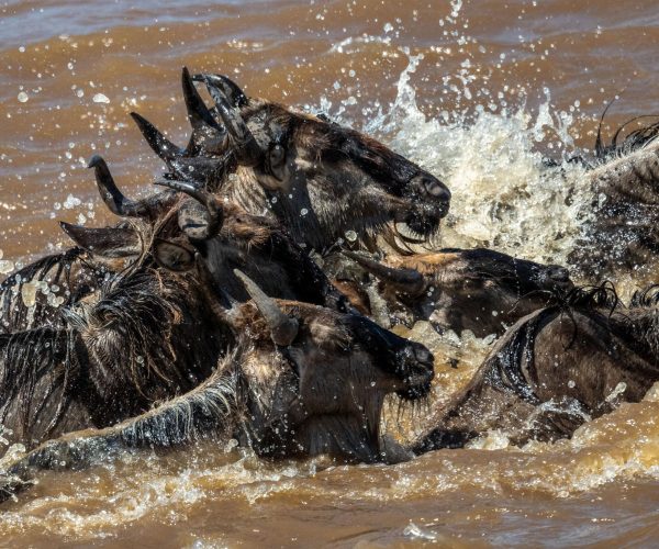 8 Days Great Migration Trail Safari