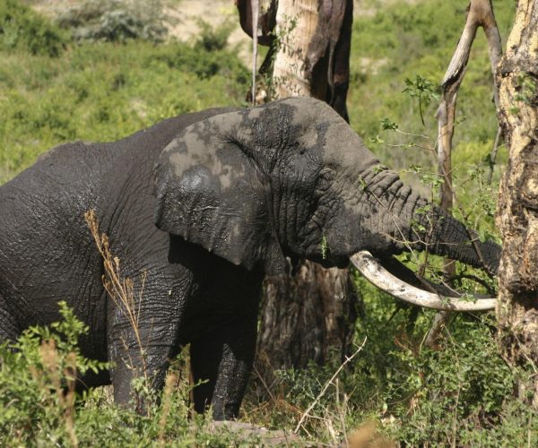 6 Days Serengeti & Ngorongoro Safari