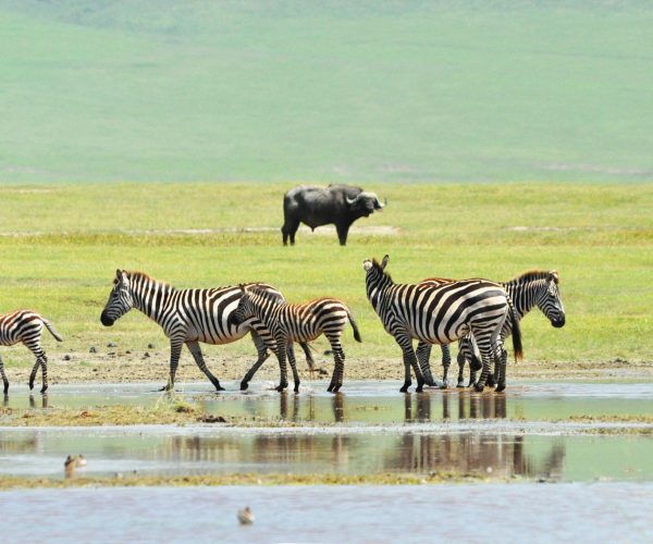 3 Days Tanzania Safari Highlights