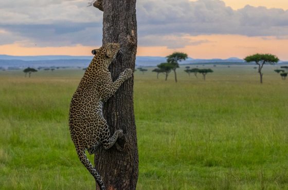 7-Day Luxury Tanzania Safari