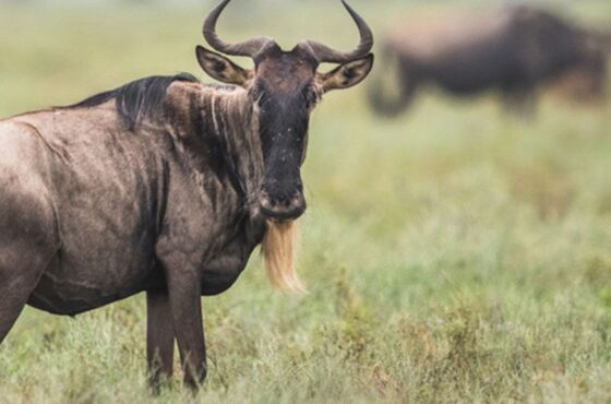 9 Days Tanzania Luxury Slow Safari