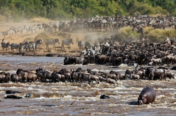10 Days All-Inclusive Luxury Great Migration Safari