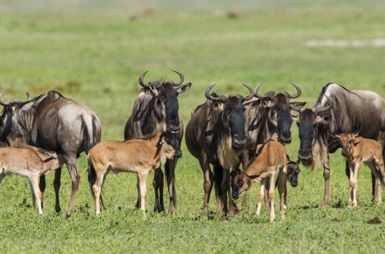 6 Days Great Wildebeest Birth Season Safari
